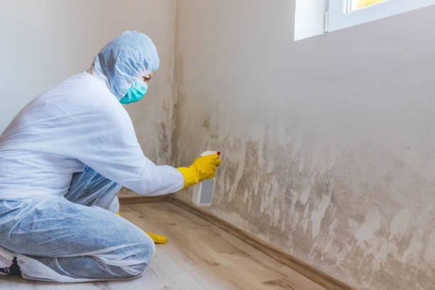 Licensed Black Mold Removal service in South Orange, NJ - WQB Mold Removal
