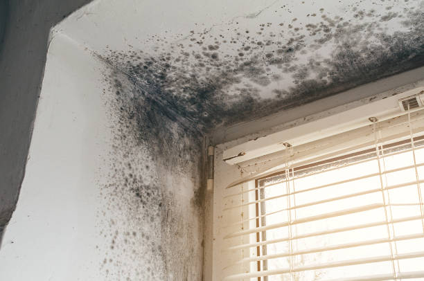 Affordable Black Mold Removal solutions in South Orange, NJ